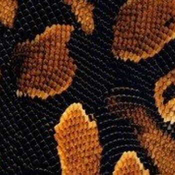 Snake yellow